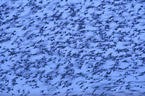European starlings
