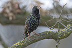 European starling