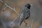 European starling