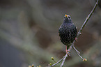 European starling