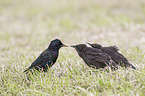 European starlings
