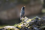Starling