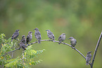 sitting Starling