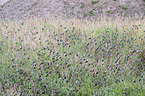 flying Starling