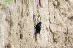 sitting Starling