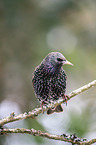 European starling