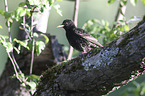 European starling
