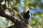 European starling