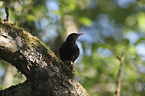 European starling