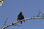European starling