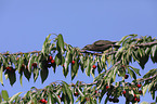 European starling