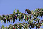 European starling