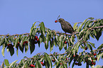 European starling