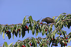European starling