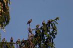 European starlings