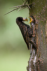 European starling