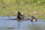 starling