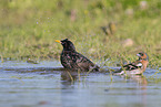 starling