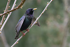 starling