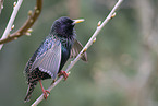 starling