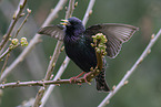 starling