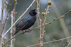starling