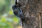 starling