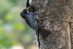 starling