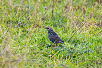 European starling