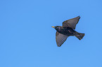 European starling
