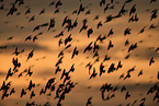 starlings