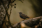 European starling