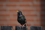 European starling