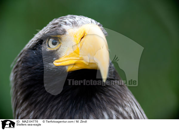 Stellers sea-eagle / MAZ-04776