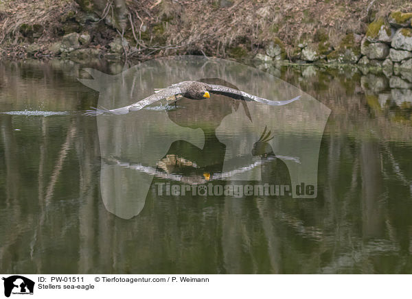 Riesenseeadler / Stellers sea-eagle / PW-01511
