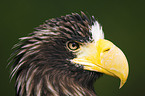 Stellers sea-eagle