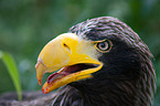 Stellers sea-eagle