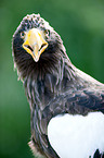 Stellers sea-eagle