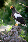 Stellers sea-eagle