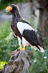 Stellers sea-eagle