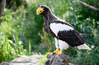 Stellers sea-eagle