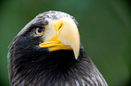 Stellers sea-eagle