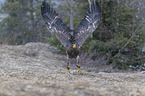 Stellers sea-eagle