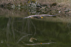 Stellers sea-eagle
