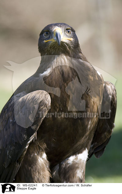 Steppe Eagle / WS-02241