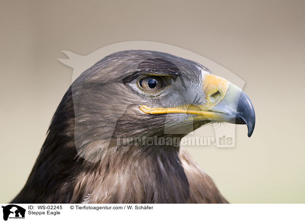 Steppe Eagle / WS-02245