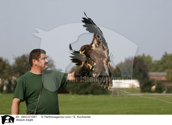 Steppenadler / steppe eagle / SKO-01067