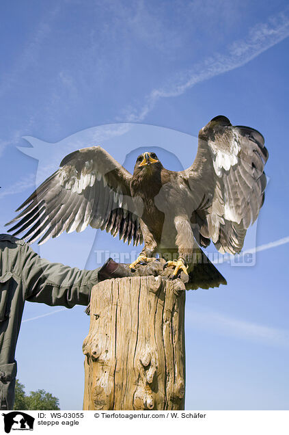 Steppenadler / steppe eagle / WS-03055