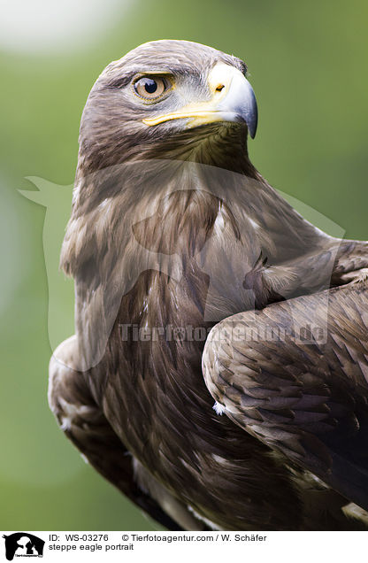 steppe eagle portrait / WS-03276