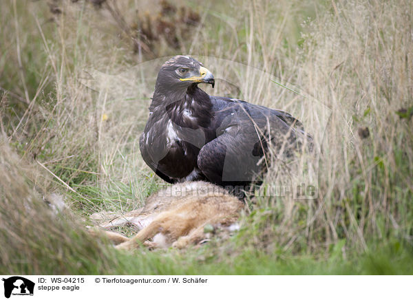 steppe eagle / WS-04215